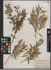 Foto von Salix petiolaris Sm.